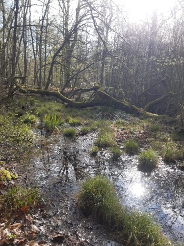 Mardelle aux cloches